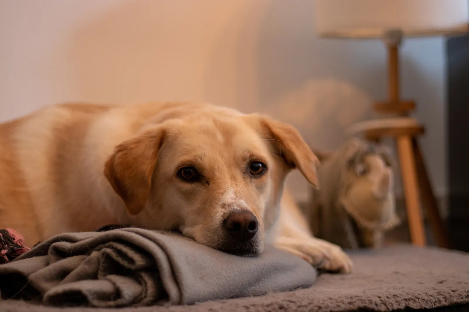 Dog sleeping comfortably at home with overnight sitter