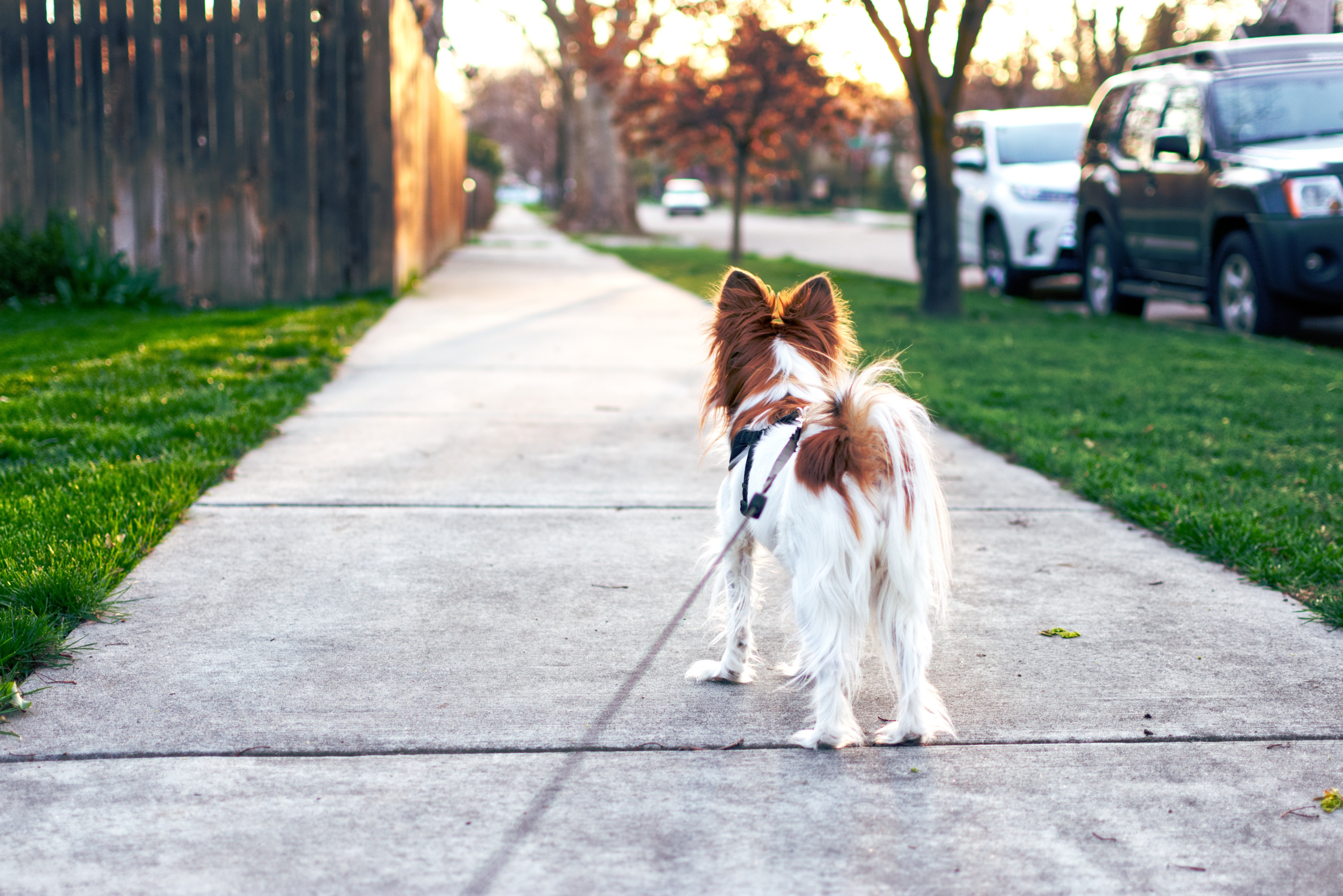 Dog walking Sarasota