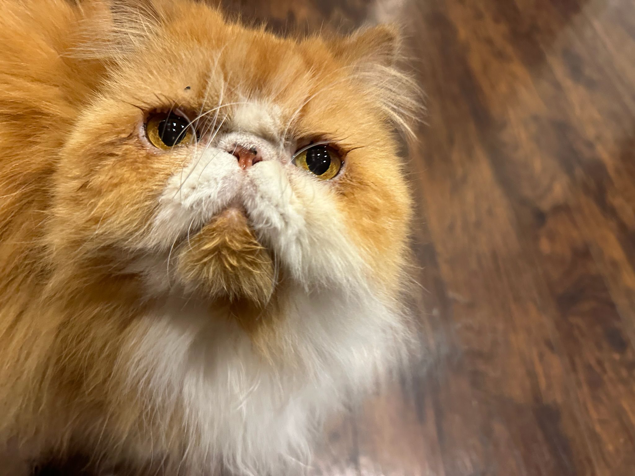 Persian cat during in-home pet sitting