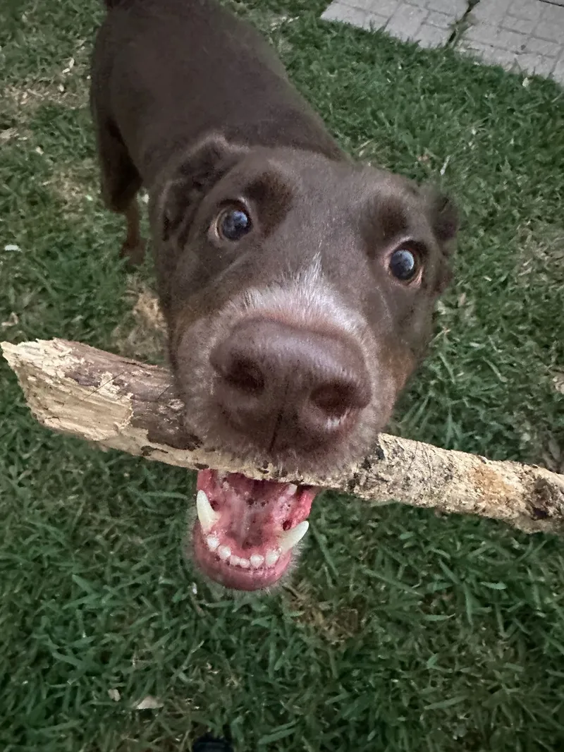 Dog relaxing at home during in-home pet sitting visit